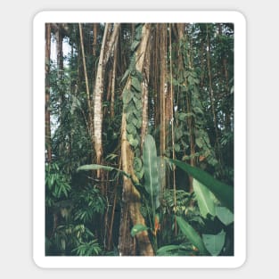 Jungle Serenity - Tropical Foliage Film Photo Art Sticker